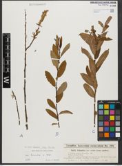 Foto von Salix triandra subsp. triandra L.